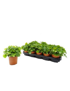 MELISSA OFFICINALIS T11CM "TARONGINA"