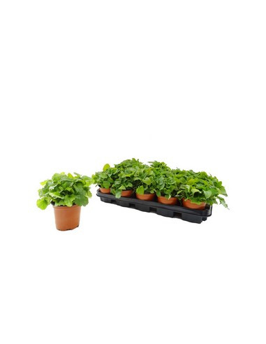 MELISSA OFFICINALIS T11CM "TARONGINA"