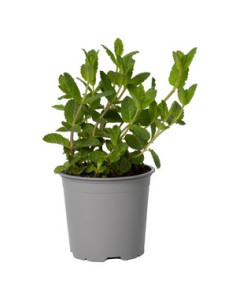 MENTHA SATIVA T13CM