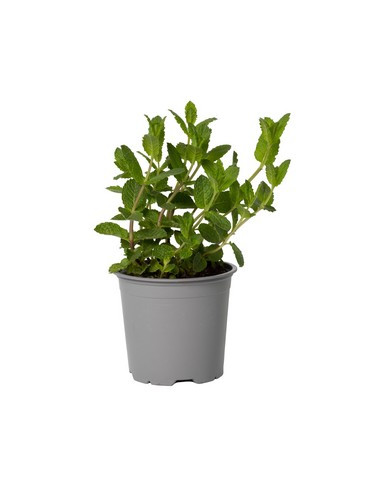 MENTHA SATIVA T13CM