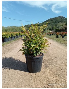 NANDINA DOMESTICA GULF STREEM T10LT