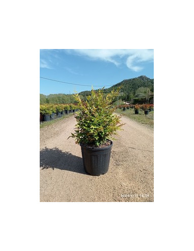 NANDINA DOMESTICA GULF STREEM T10LT