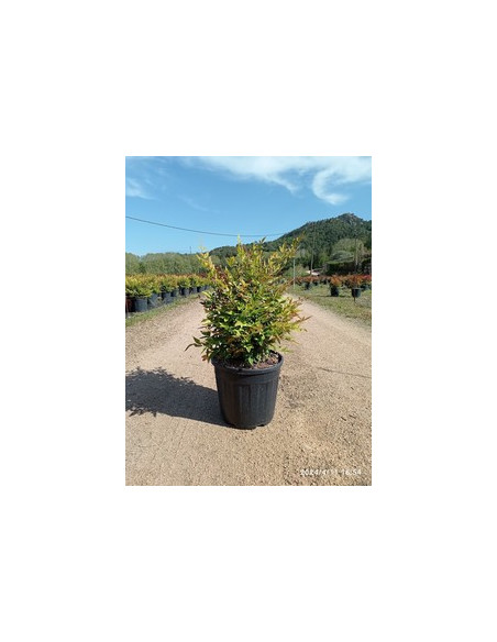 NANDINA DOMESTICA GULF STREEM T10LT