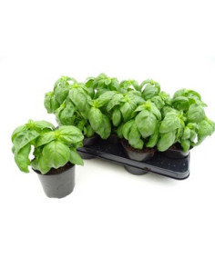 OCIMUM BASILICUM PESTO T13CM ALFABREGA PESTO