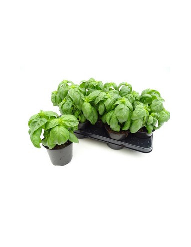 OCIMUM BASILICUM PESTO T13CM ALFABREGA PESTO