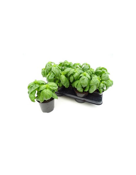 OCIMUM BASILICUM PESTO T13CM ALFABREGA PESTO