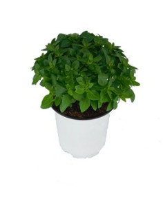 OCIMUM BASILICUM SPYCE T13CM ALFABREGA COMPACTA