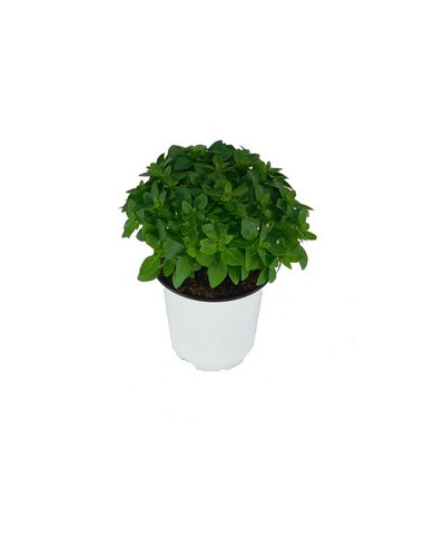 OCIMUM BASILICUM SPYCE T13CM ALFABREGA COMPACTA