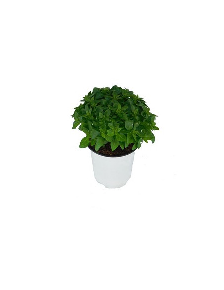 OCIMUM BASILICUM SPYCE T13CM ALFABREGA COMPACTA