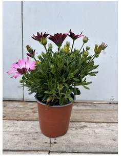 OSTEOSPERMUM ECKLONIS T13CM DIMORPHOTECA 2