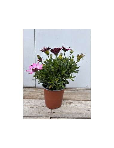 OSTEOSPERMUM ECKLONIS T13CM DIMORPHOTECA