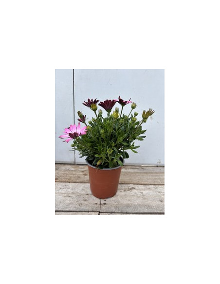 OSTEOSPERMUM ECKLONIS T13CM DIMORPHOTECA