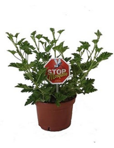 PELARGONIUM CITRONELLA GRAVEOLENS T13CM GERANI CITRONELLA
