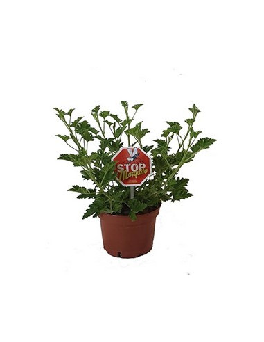 PELARGONIUM CITRONELLA GRAVEOLENS T13CM GERANI CITRONELLA