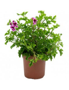 PELARGONIUM CRISPUM RANDY T13CM GERANI RANDY