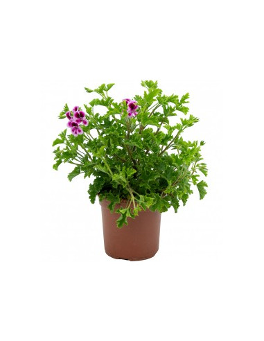 PELARGONIUM CRISPUM RANDY T13CM GERANI RANDY