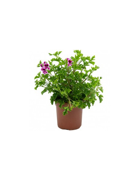 PELARGONIUM CRISPUM RANDY T13CM GERANI RANDY