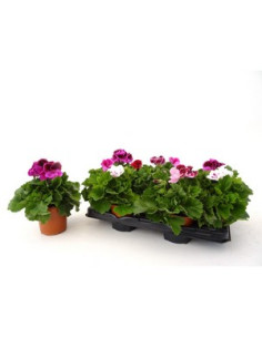 PELARGONIUM GRANDIFLORUM T13CM GERANI PENSAMENT