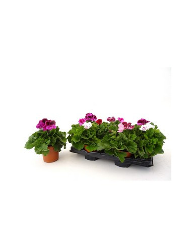 PELARGONIUM GRANDIFLORUM T13CM GERANI PENSAMENT