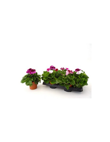 PELARGONIUM GRANDIFLORUM T13CM GERANI PENSAMENT