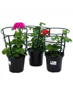 PELARGONIUM HEDERAEFOLIA HEURE T13CM FLOR DOBLE