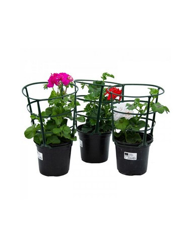 PELARGONIUM HEDERAEFOLIA HEURE T13CM FLOR DOBLE