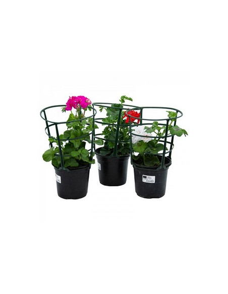 PELARGONIUM HEDERAEFOLIA HEURE T13CM FLOR DOBLE