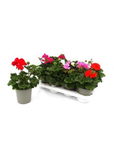 PELARGONIUM ZONALE T13CM