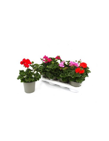 PELARGONIUM ZONALE T13CM