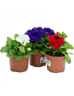 PETUNIA HIBRIDA T11CM