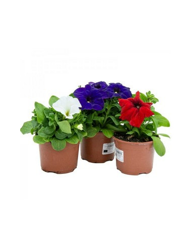 PETUNIA HIBRIDA T11CM