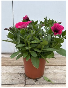 PETUNIA POTUNIA T13CM