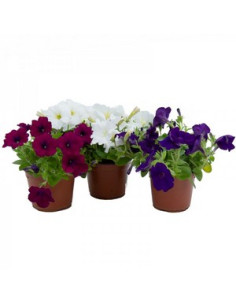 PETUNIA SURFINIA T13CM