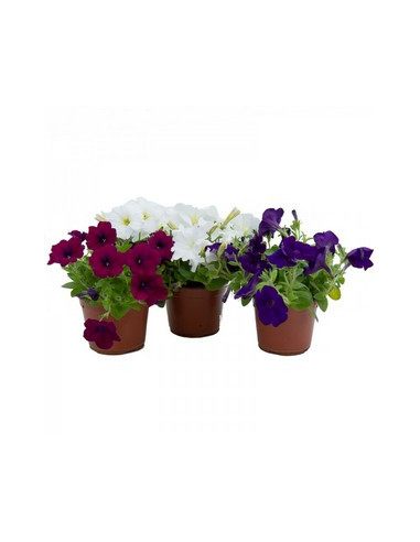 PETUNIA SURFINIA T13CM