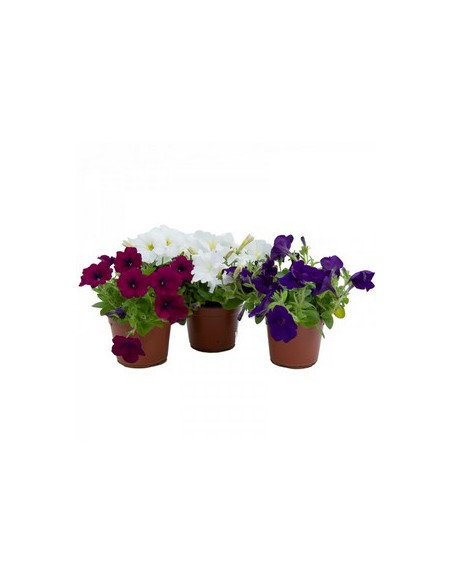 PETUNIA SURFINIA T13CM