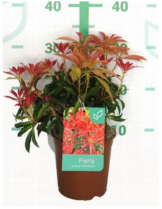 PIERIS JAPONICA T1,5LT