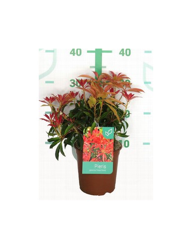 PIERIS JAPONICA T1,5LT