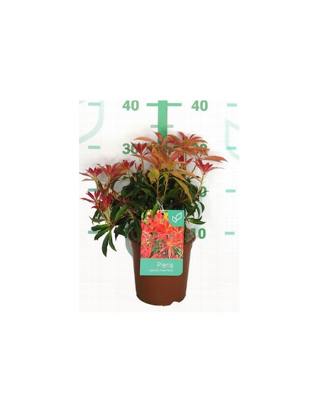 PIERIS JAPONICA T1,5LT