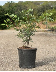 PISTACIA LENTISCUS T3LT