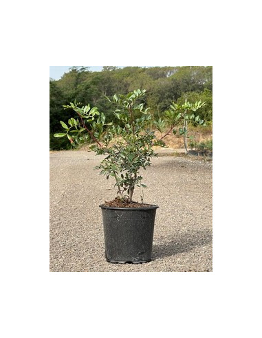 PISTACIA LENTISCUS T3LT