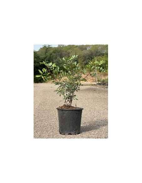 PISTACIA LENTISCUS T3LT