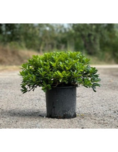 PITTOSPORUM TOBIRA NANA T5LT