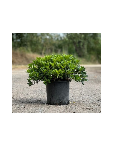 PITTOSPORUM TOBIRA NANA T5LT