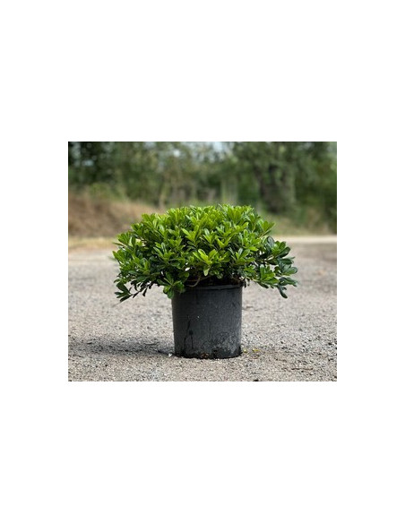 PITTOSPORUM TOBIRA NANA T5LT