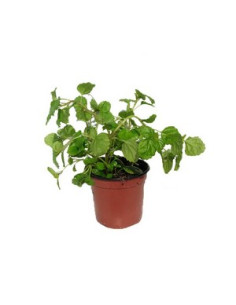 PLECTRANTHUS AUSTRALIS T11CM