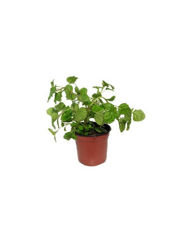 PLECTRANTHUS AUSTRALIS T11CM