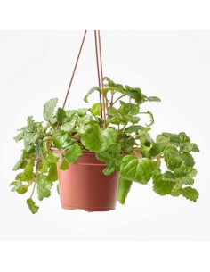 PLECTRANTHUS AUSTRALIS T15CM PENJADOR