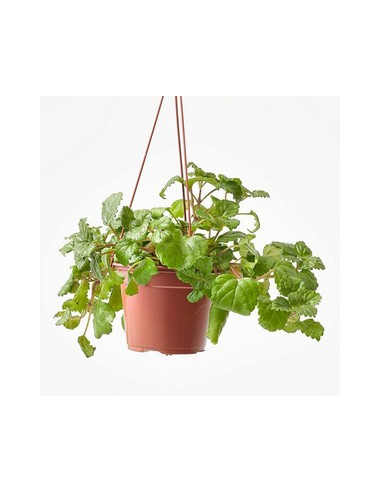 PLECTRANTHUS AUSTRALIS T15CM PENJADOR