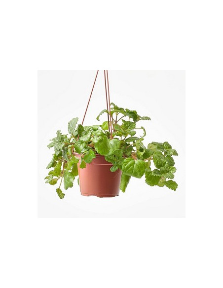 PLECTRANTHUS AUSTRALIS T15CM PENJADOR