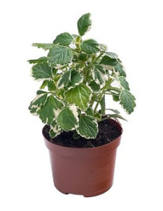 PLECTRANTHUS COLEOIDES T11CM